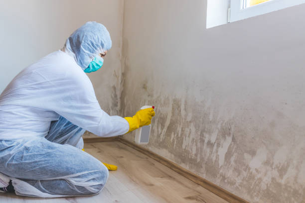 Licensed Mold Remediation service in Sand Lake, MI - 24 Hour Mold Removal
