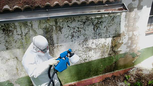 Top rated local Mold Remediation specialists in Sand Lake, MI